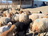 Wad, Sheep — sawirka 5