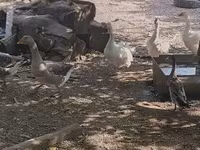 Geese — photo 6