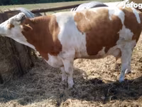 Krowa, Simmental cattle — zdjęcie 1