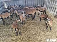 Beran, Cameroon sheep — foto 2