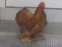 Pekin Bantam — zdjęcie 2