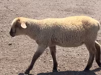 Montone, Hampshire sheep — foto 7