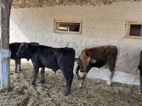 گاو نر, نژاد آلتائو — عکس 1