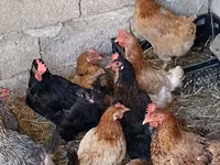 Chickens — zdjęcie 3
