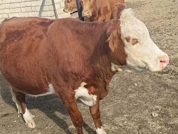 Kuh, Latvian Blue cattle