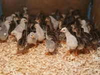 Guinea fowl — φωτογραφία 4