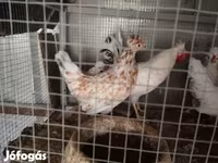 Chickens — عکس 3
