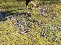 Chickens — foto 3