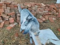 Koza, Nubian Goat — zdjęcie 1