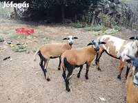 Beran, Cameroon sheep — foto 6