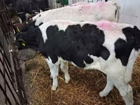 Býk, Simmental cattle — foto 6