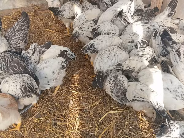 Chickens