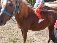 Kuda betina, Horses — foto 4