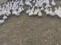 Geese — фото 2