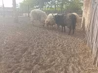 قوچ, Racka sheep — عکس 2
