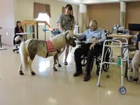 Klisna, Miniature horse — foto 2