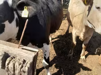 Ko, Holstein-race — foto 1