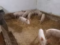 Świnie (partia, płeć nieokreślona), Крупная белая — zdjęcie 2