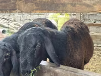 Qoç, Rhon sheep — foto 3