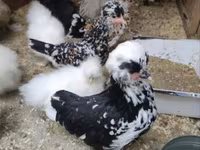 Chickens — عکس 6