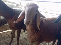 Widder, Arashan sheep — Foto 2