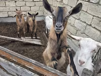 Koza, Saanen goat — foto 7