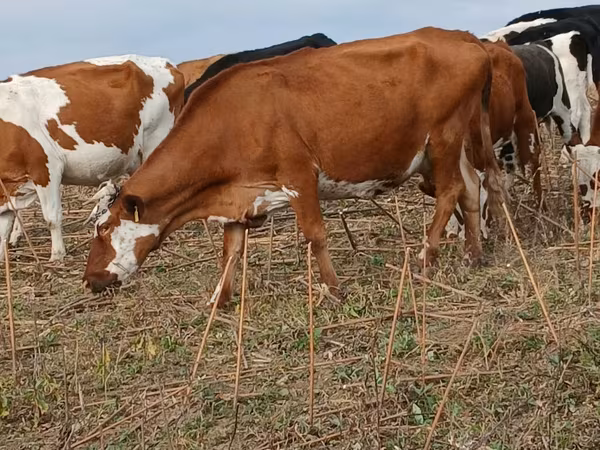 Krava, Simmental cattle