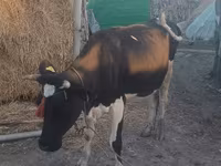 گاو ماده, یخ وحشی — عکس 2