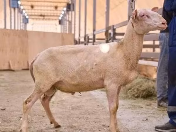 Ram, East Friesian Dairy sheep