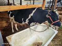 گاو ماده, Russian Black pied cattle — عکس 8