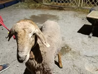 قوچ, Arashan sheep — عکس 4