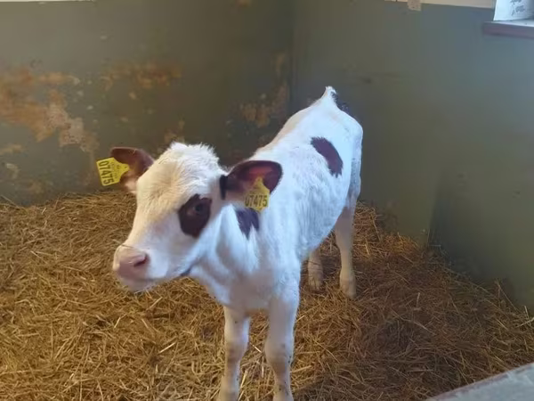母牛, Simmental cattle