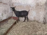 Dişi keçi, Murcia-Granada goats — foto 7