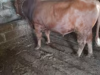 Bou, Bovine — foto 2