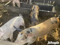 Porci (lot, sex nespecificat), Дюрок — foto 2
