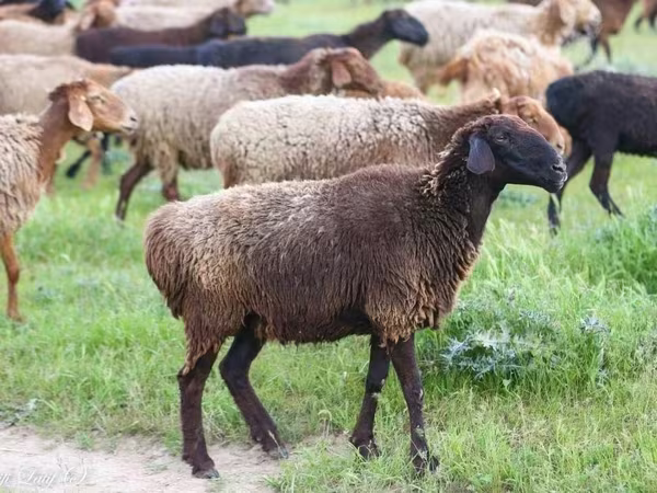 قوچ, گوسفند