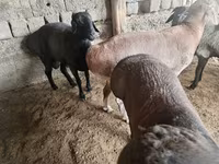 Vædder, Rhon sheep — foto 3