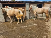 母马, Horses — 照片 3