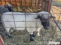 Vædder, Shroshire sheep — foto 1