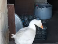 Turkeys — снимка 8