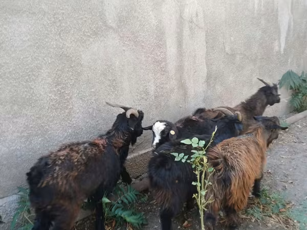 بز نر, بز