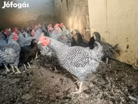 Gallina danese — foto 3