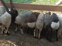 Widder, Rhon sheep — Foto 3