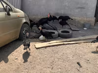 Turkeys — foto 1