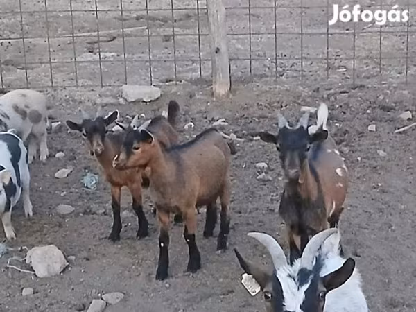Buk, Pomellata goat