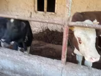 گاو نر, Simmental cattle — عکس 7