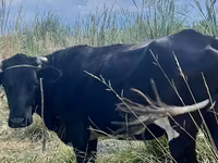 วัวตัวเมีย, Russian Black pied cattle — รูปภาพ 2