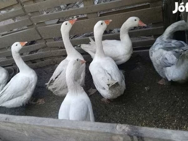 Geese