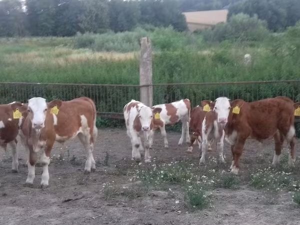 گاو نر, Simmental cattle