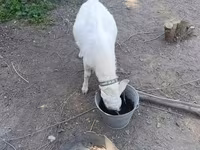 Ziege, Saanen goat — Foto 8